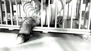 My kitty love to cum and squirt: Cage bondage for good kitty